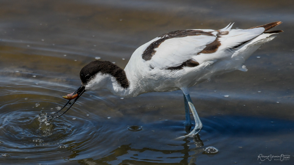 Avocette élégante