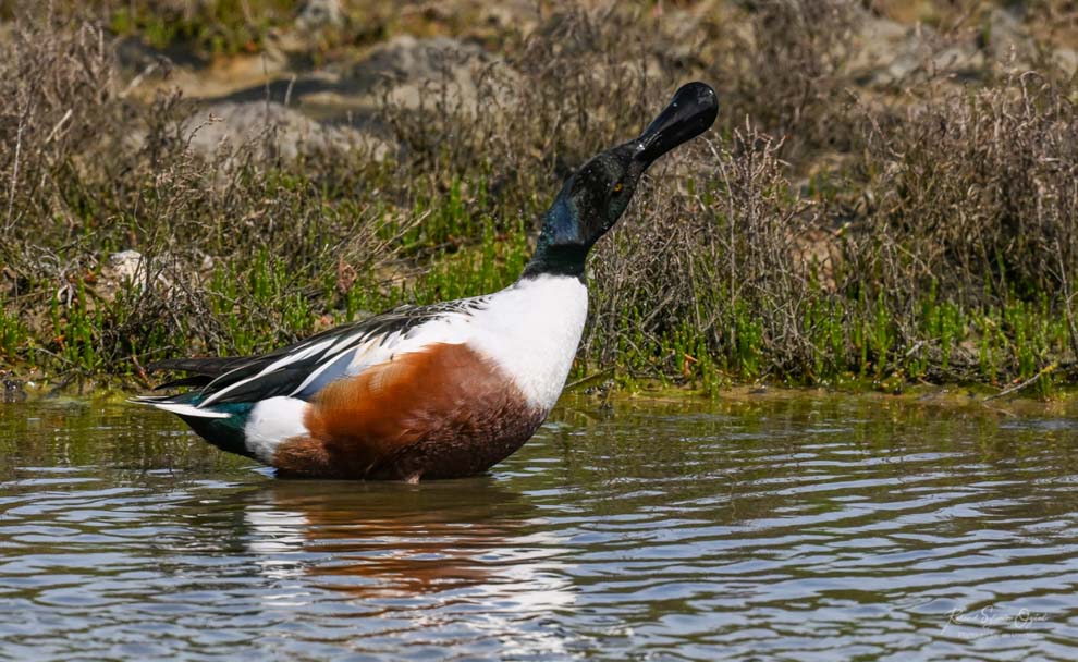 Canard souchet  séjour en gite stage photo animalière