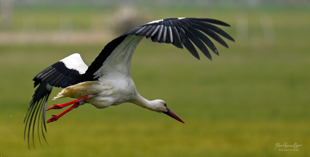 Cigogne blanche