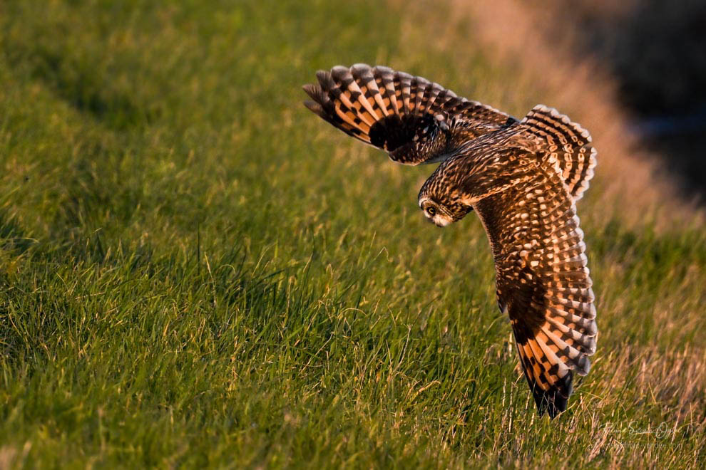 séjour en gite et stage photo Hibou des marais