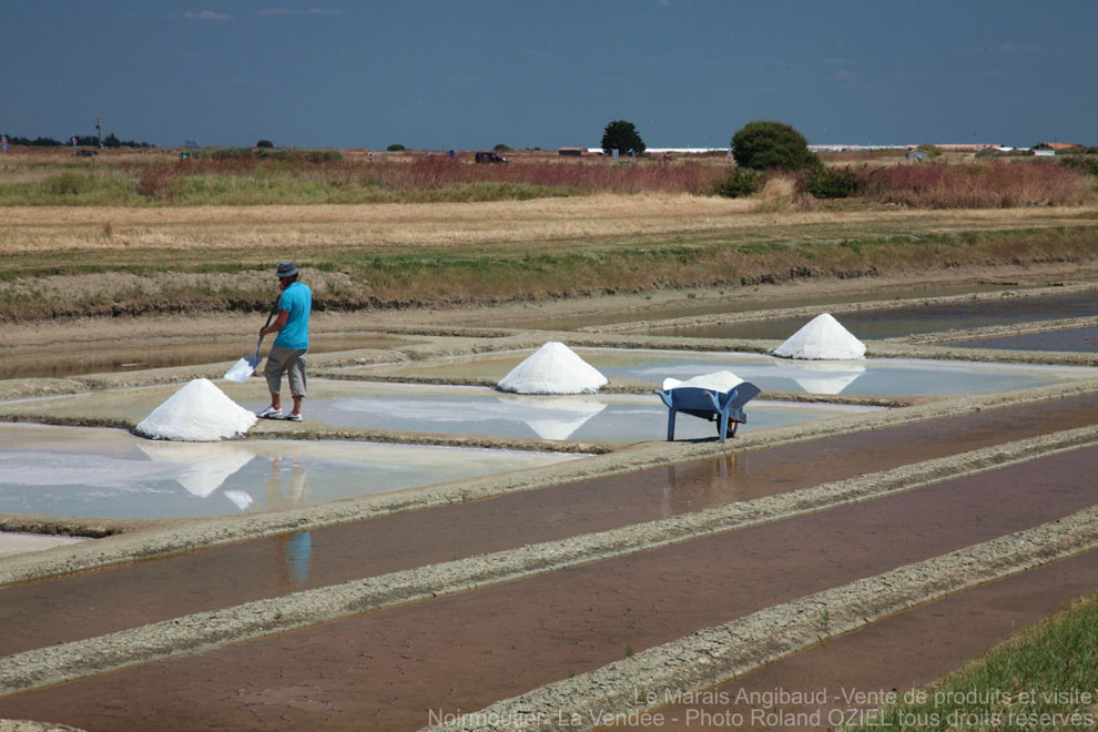 Marais Salants